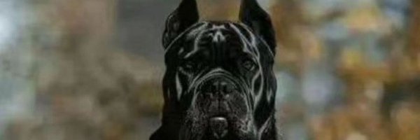 Pasjisin Profile Banner