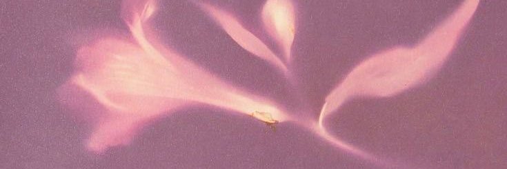 aryn banner