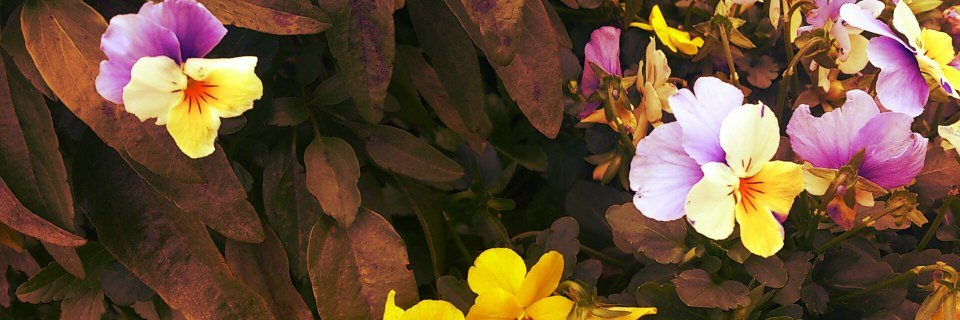 mii banner
