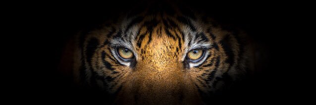 Tiger Cheer banner