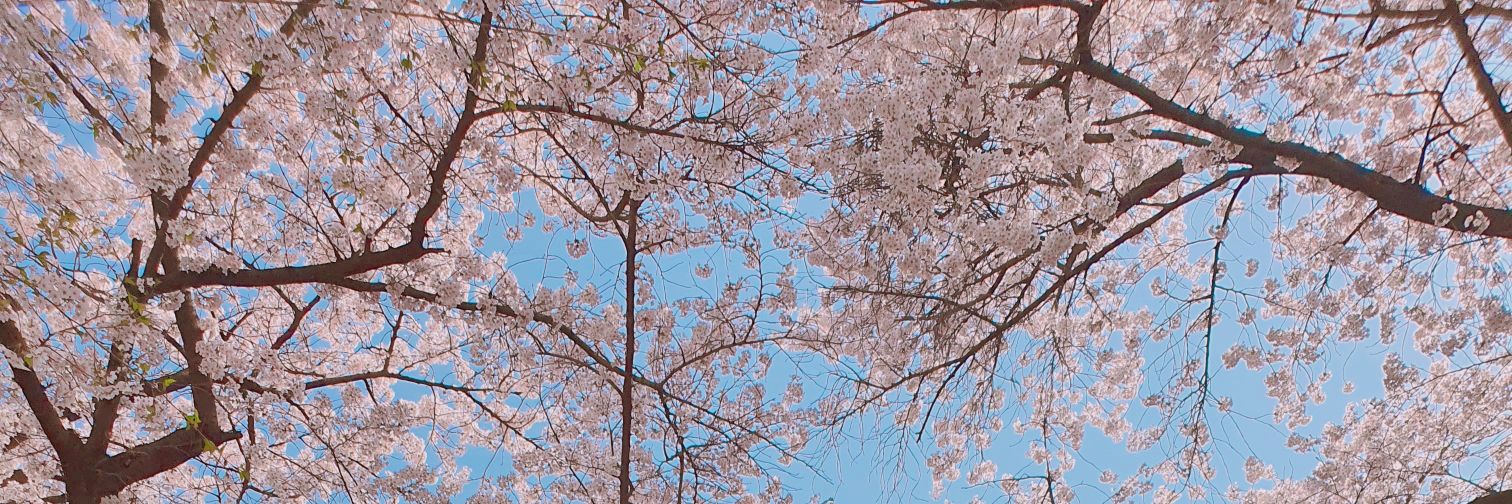 기라성⭐🌟✨ banner