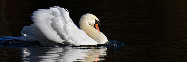 davidswann1 Profile Banner