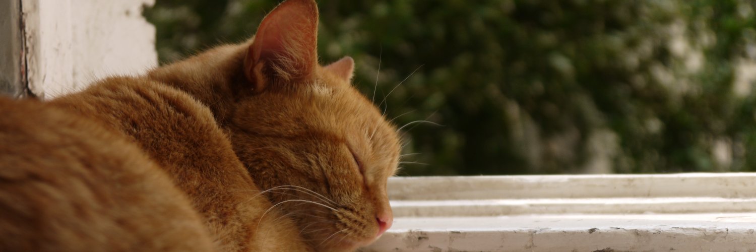 Page__394__'s profile banner image