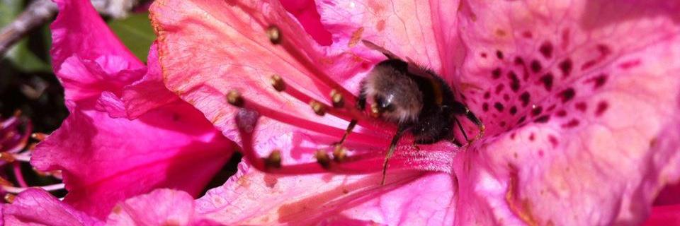 Nicole Arbour banner