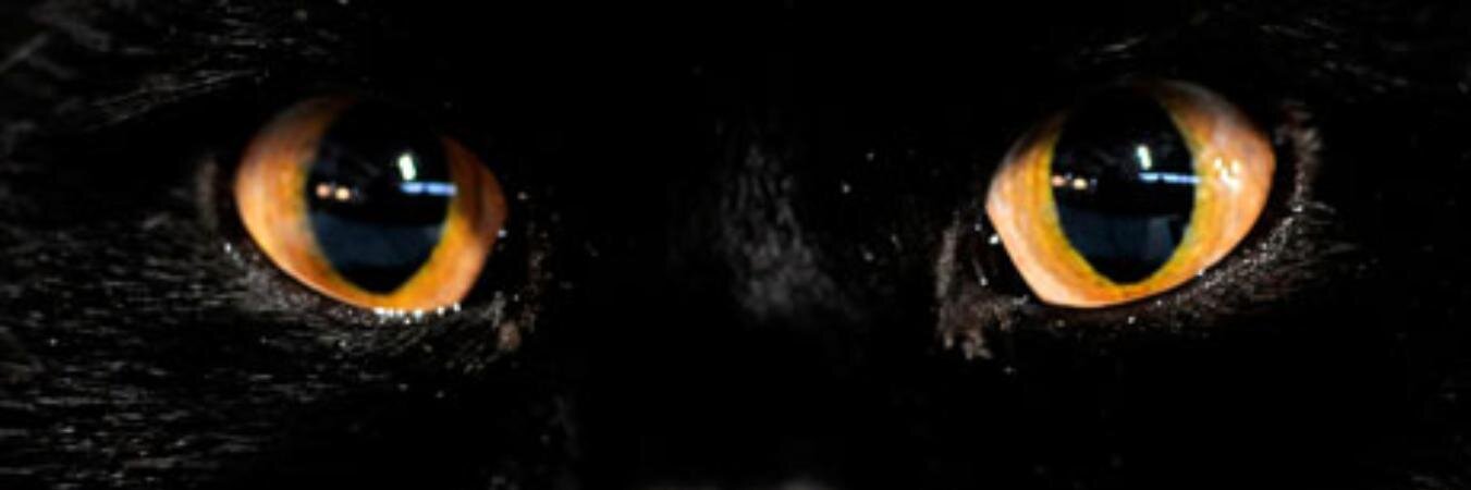 lauradianee's profile banner image