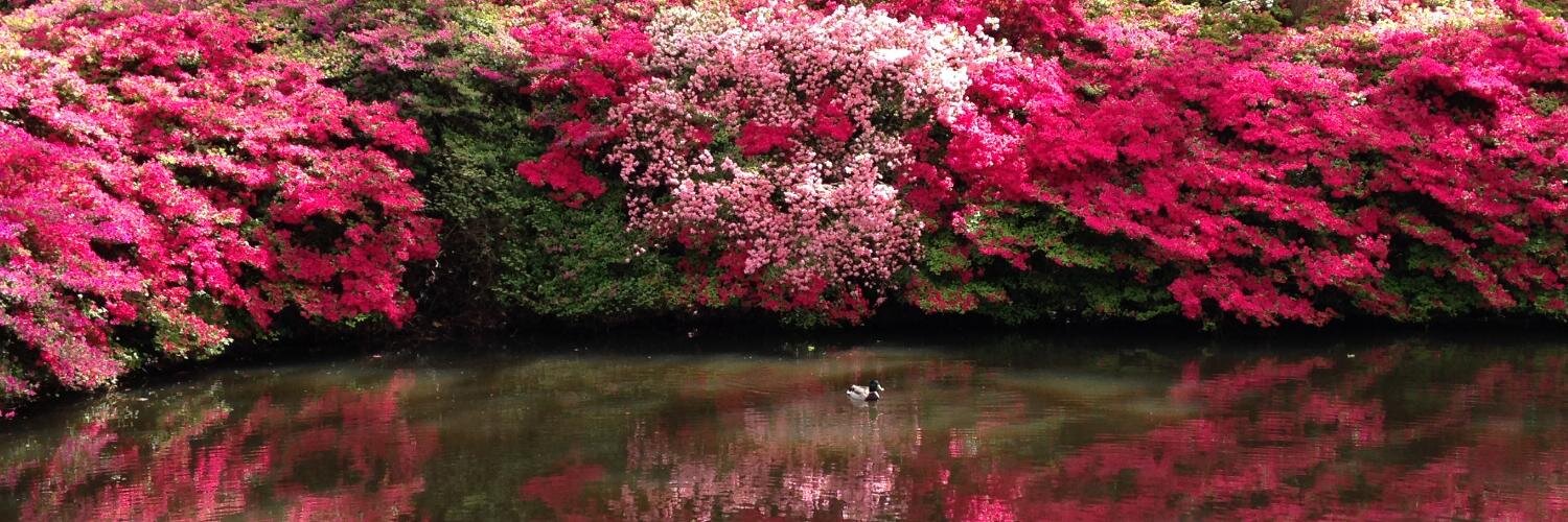 Hannah Shakir-Ramos banner