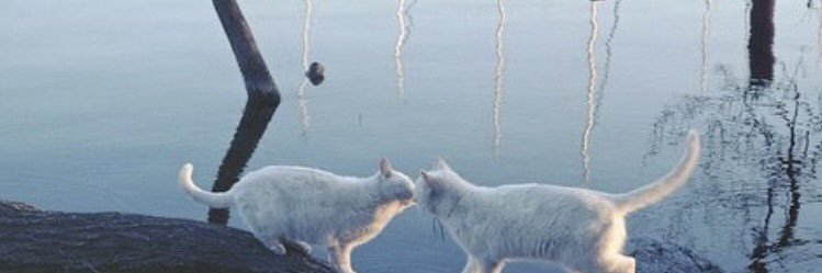 d_diskn's profile banner image