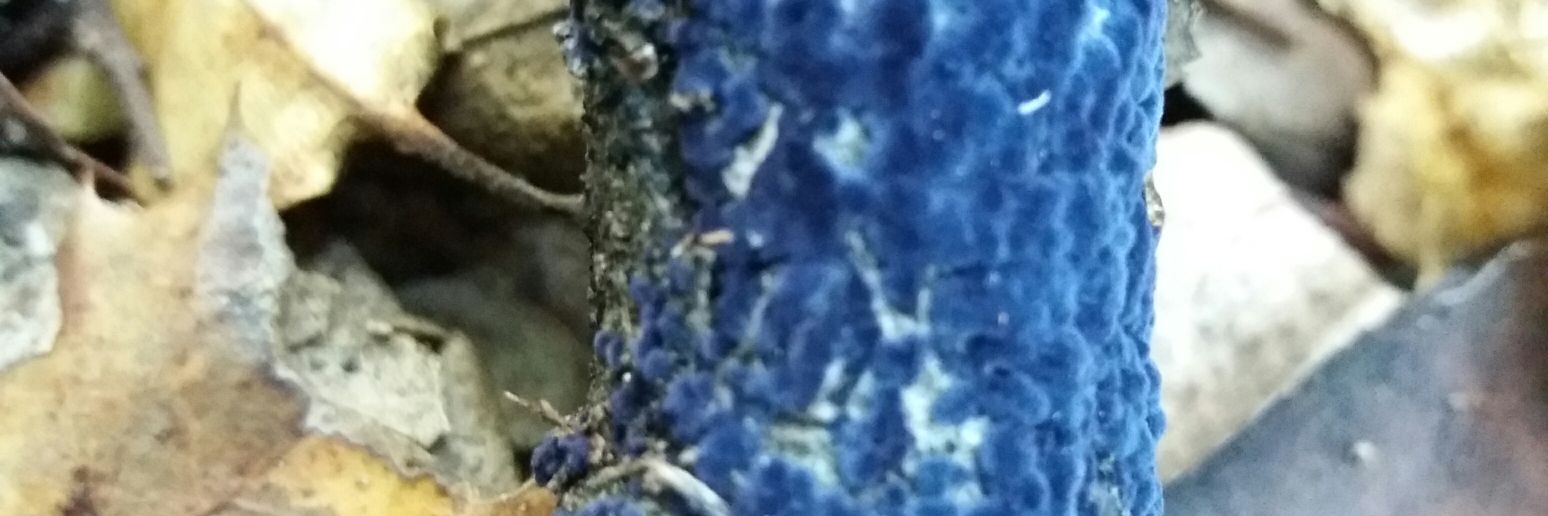 lauracfort's profile banner image