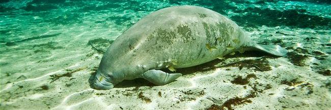 manatee_ak's profile banner image