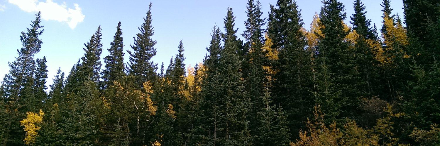 WendyLinOnline's profile banner image