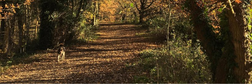 WokinghamBC's profile banner image