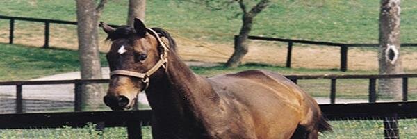 Tim VadeBoncouer banner