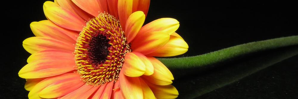 danielle92590's profile banner image