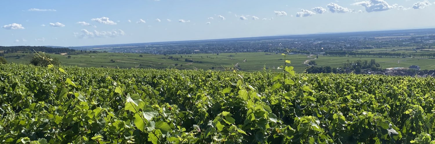 Xavier Vidiella banner