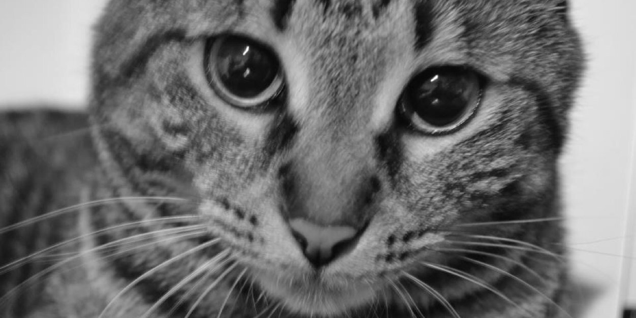 EleInterlicchia's profile banner image