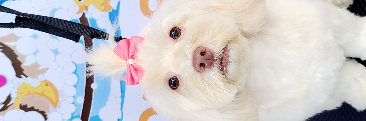 Jennifer Rayo👒 banner