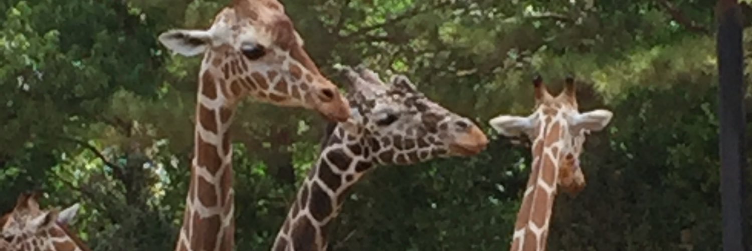 Sadi2187's profile banner image