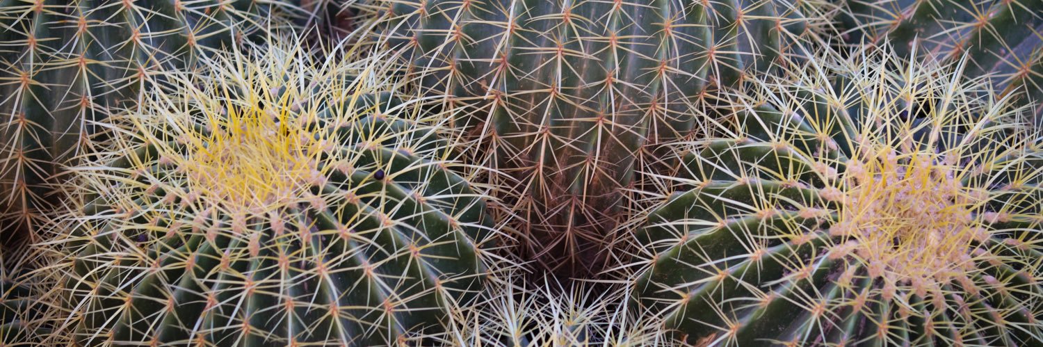 Natalia Hernández Rojo banner