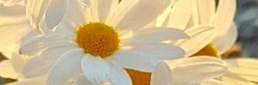 Adnalya's profile banner image