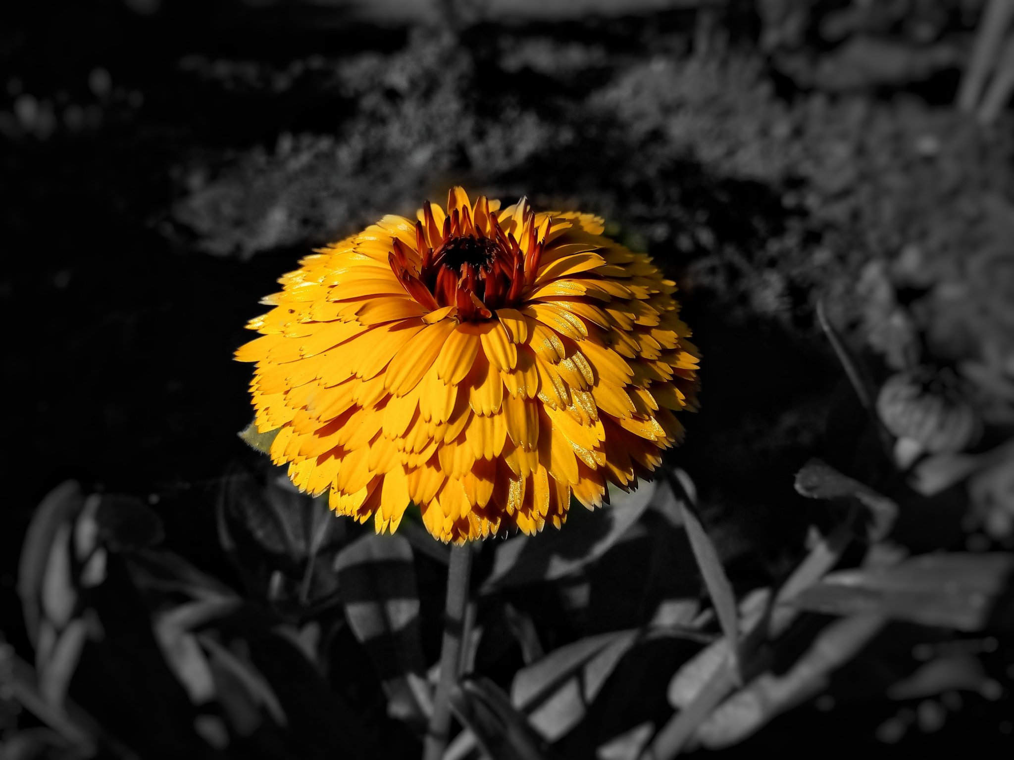 SandipDasWp's profile banner image