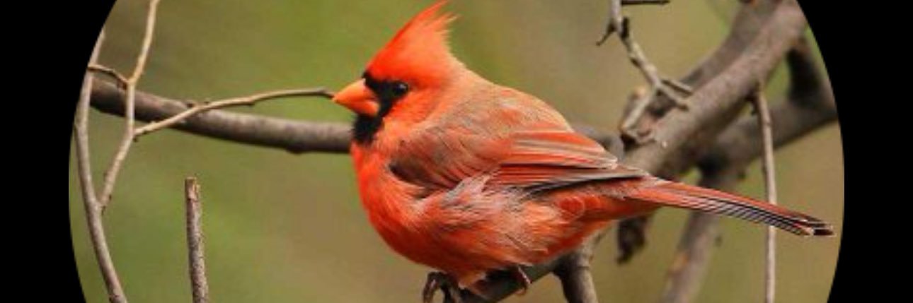 One_RedCardinal's profile banner image