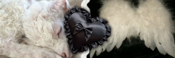spciry's profile banner image