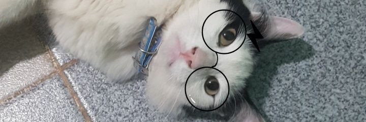 itsFlowervega's profile banner image