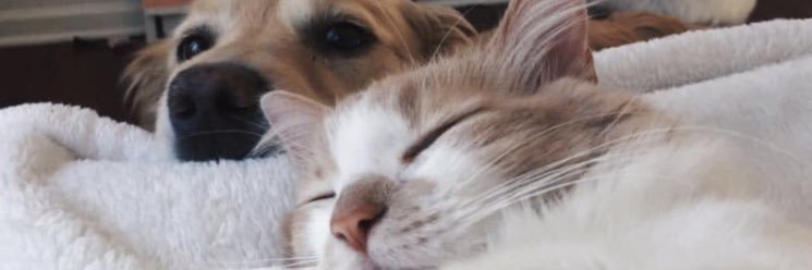 ILagazzi's profile banner image