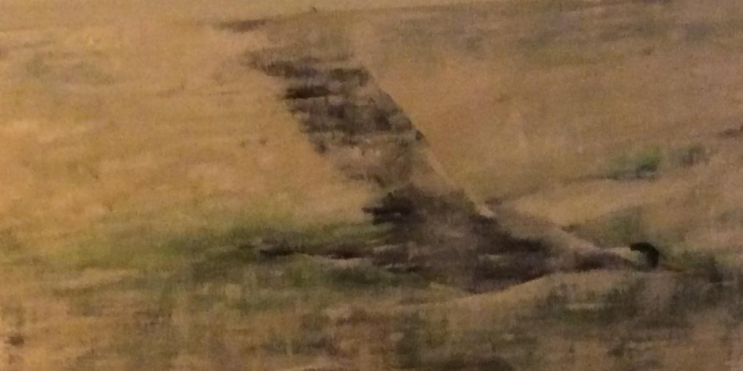 Anne-Christien Tammes banner