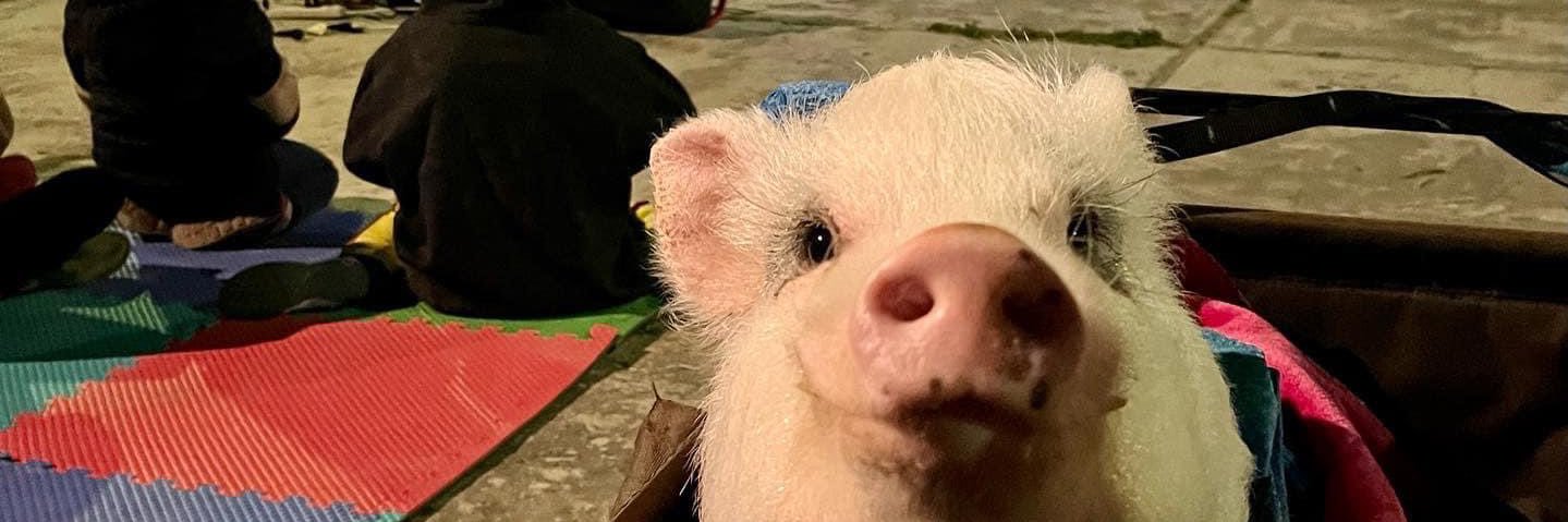 lolabab3's profile banner image