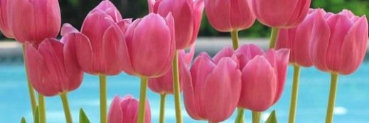 pamelagoetting's profile banner image