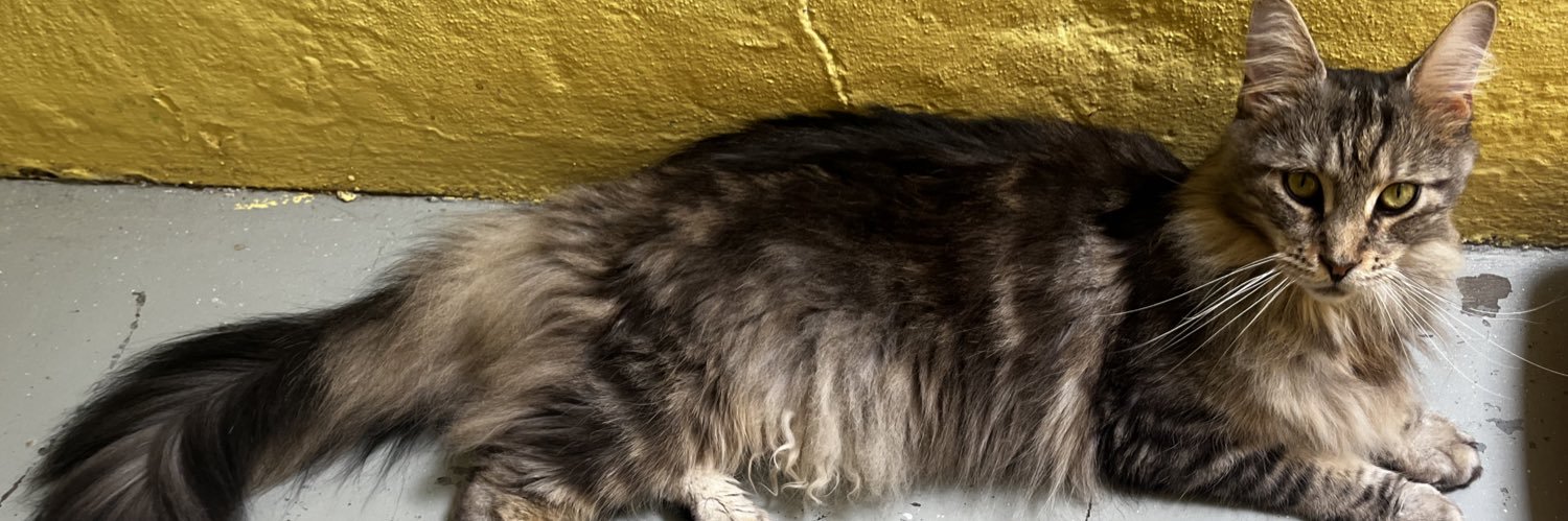 Pununu_'s profile banner image
