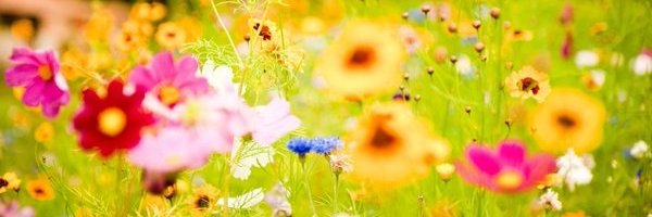 Adele Tayorღ banner