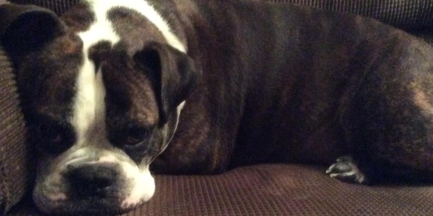 Briar Jacob Ray🕷 banner