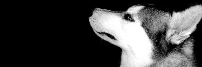 Deprecivo's profile banner image