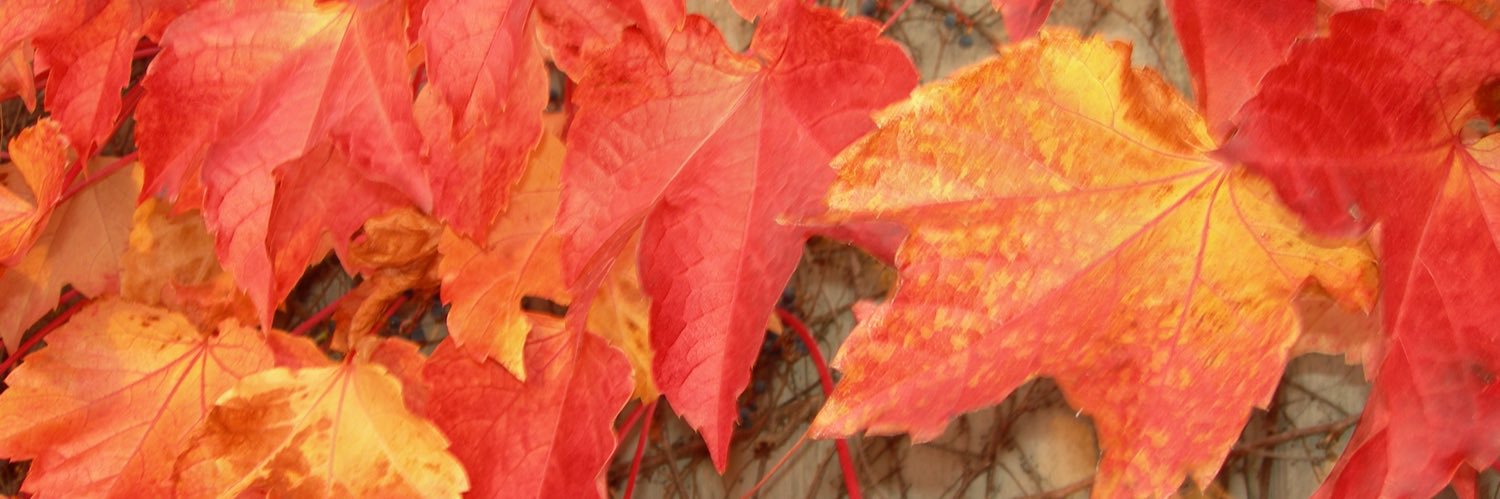 nriff's profile banner image