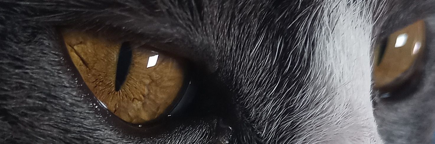 JuliiAssef13's profile banner image