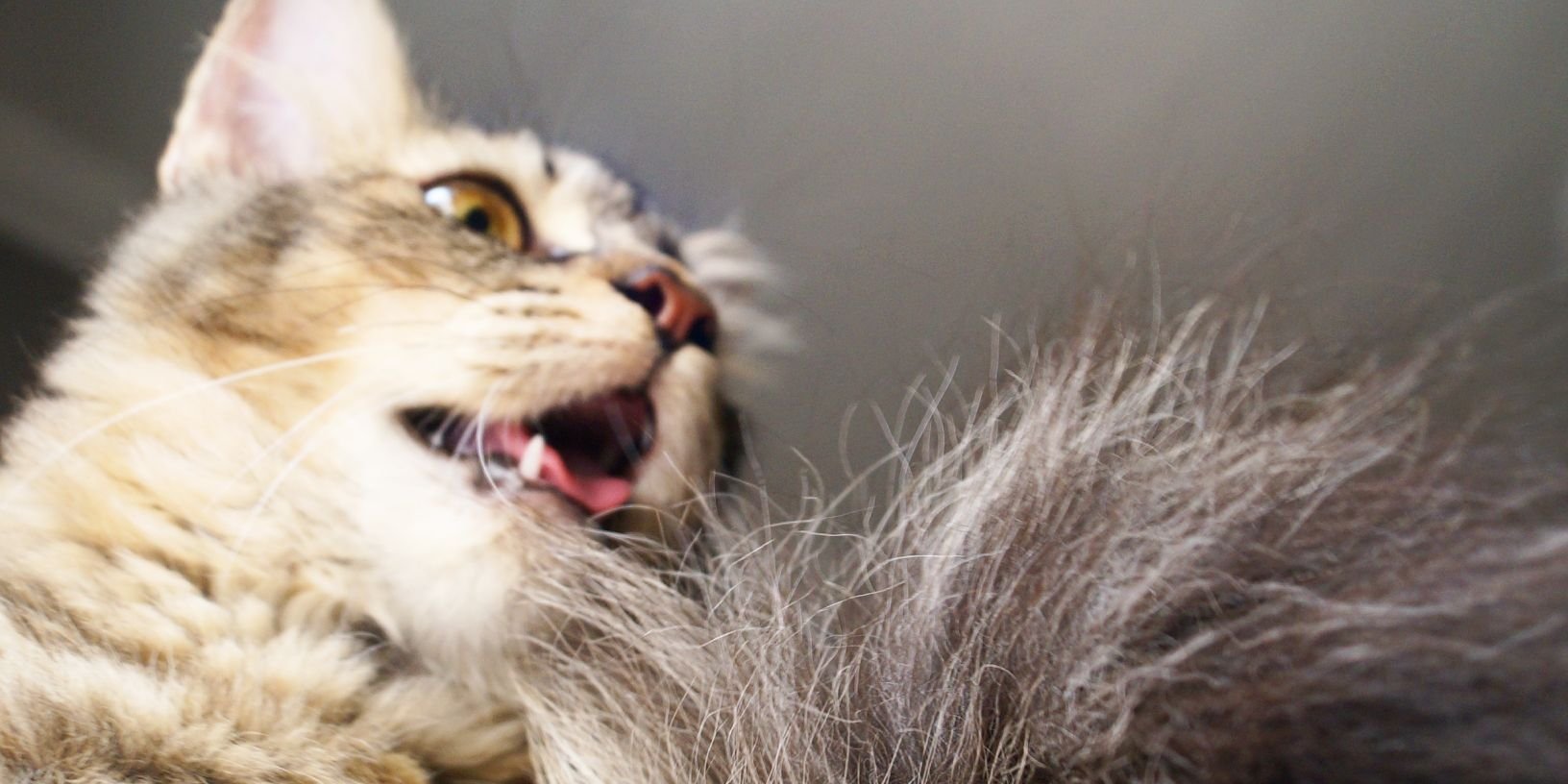 rakkithecat's profile banner image