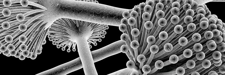 Dr. Moisés Ramírez banner