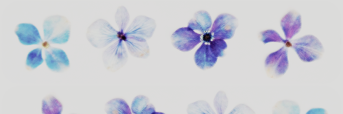 qingsqueen's profile banner image