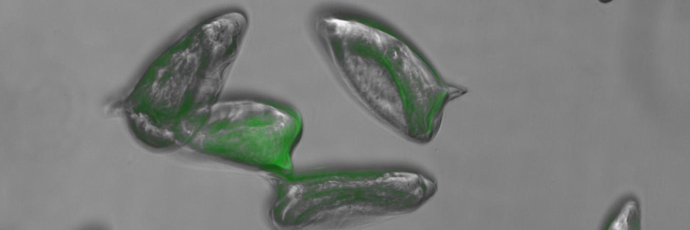 Franco H Falcone banner