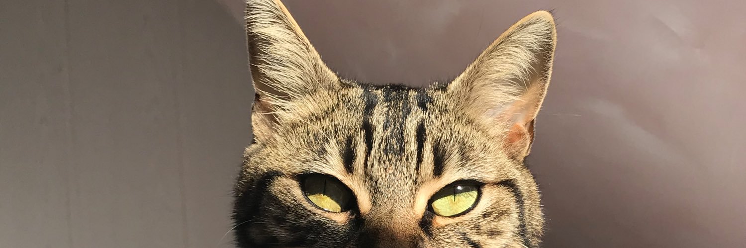 Lounouch's profile banner image