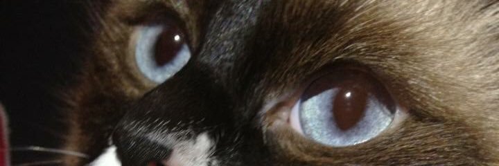 Ellyandr's profile banner image