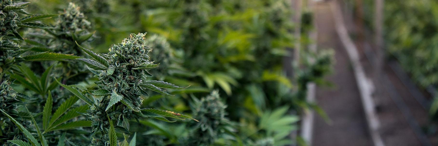 Cannabis Biz Times's banner