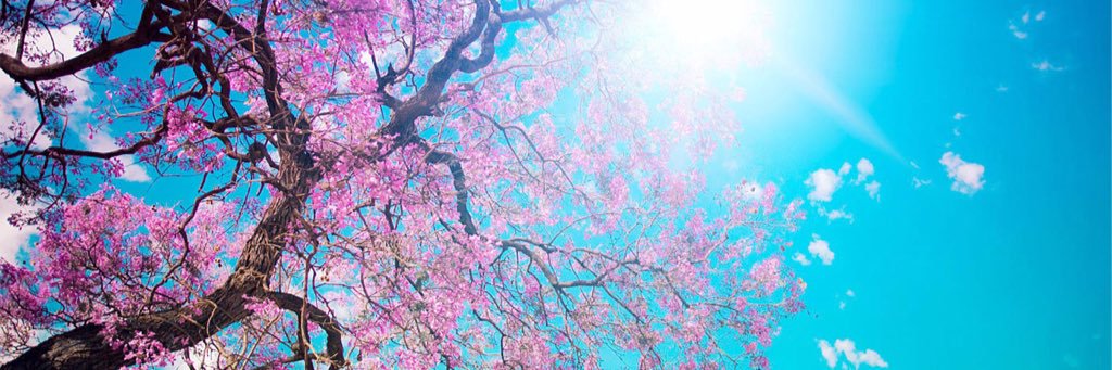lavender_ash's profile banner image