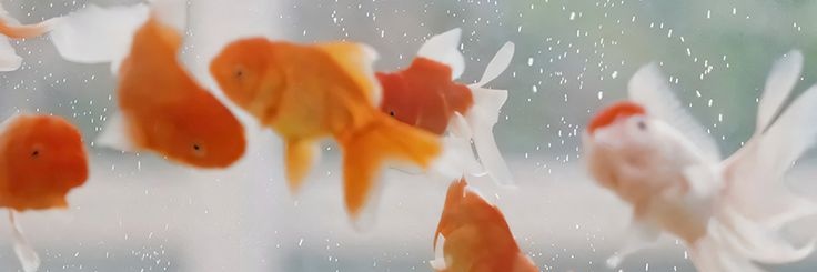 _armypan_'s profile banner image