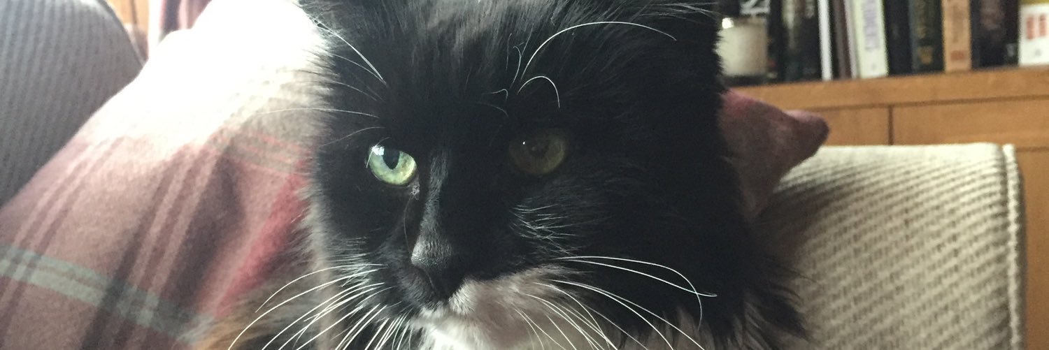 DundonianCat's profile banner image