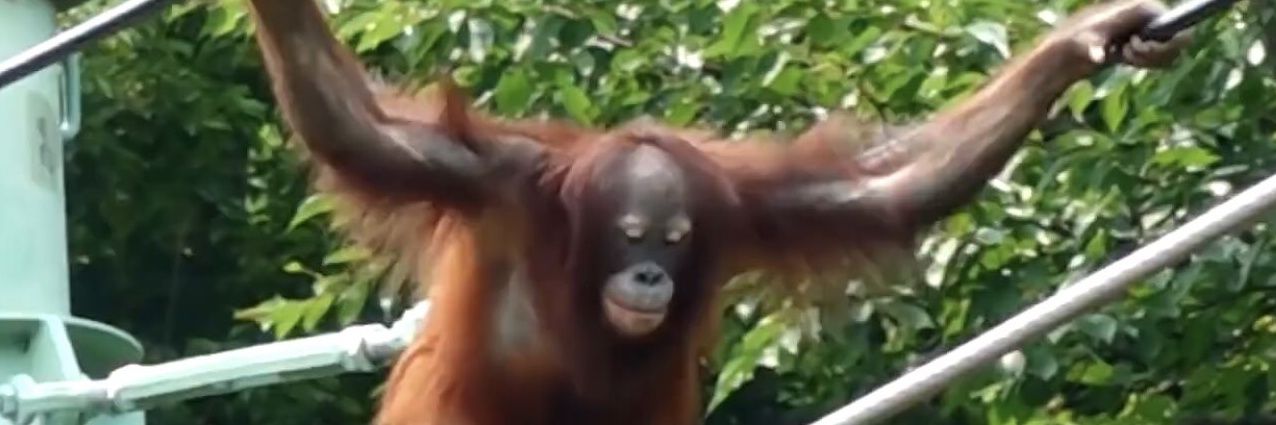 IsaacN39(ミゲル期) banner