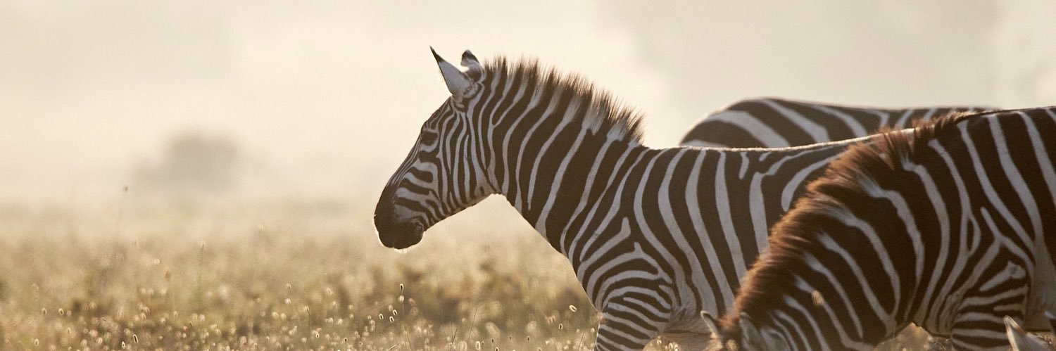 willmartinezjr's profile banner image