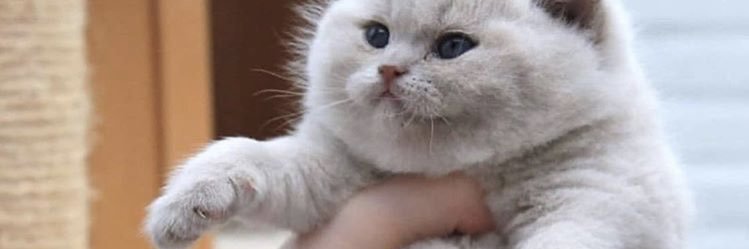 viscaasp's profile banner image